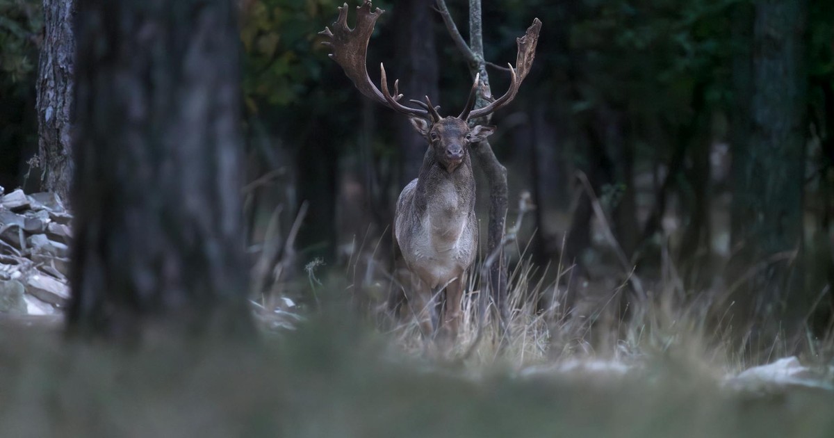 5 Curious Animal Behaviors That Science Still Can’t Fully Explain (Ranked by Mystery Level)